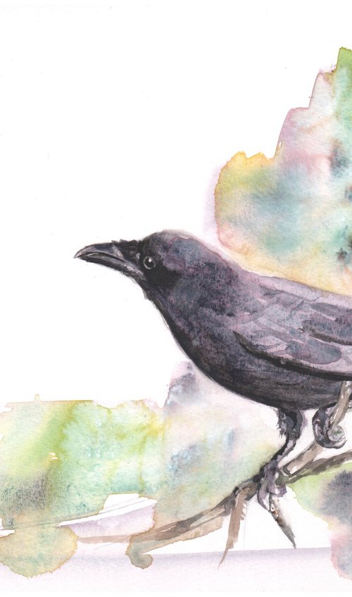 Crow Study by Sarah Stowe