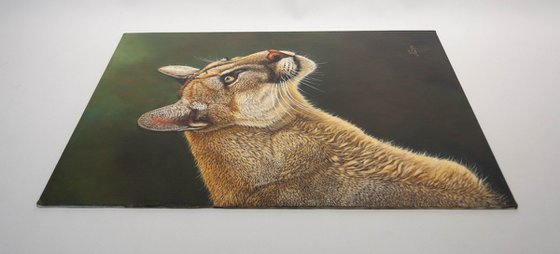 Cougar's Gaze / Silent Guardian