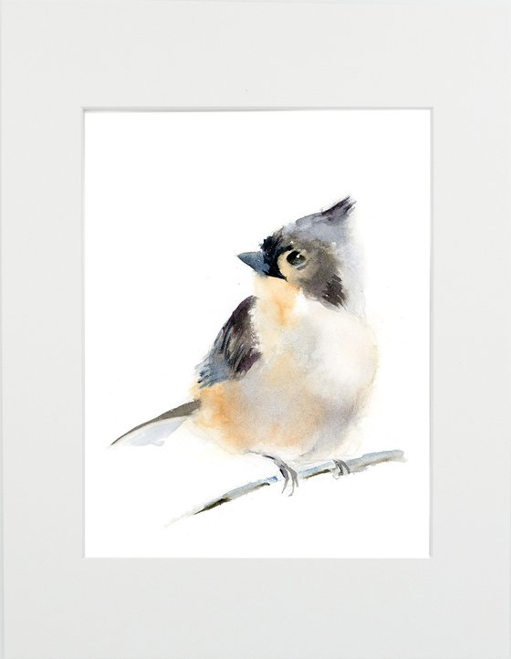 Tufted titmouse