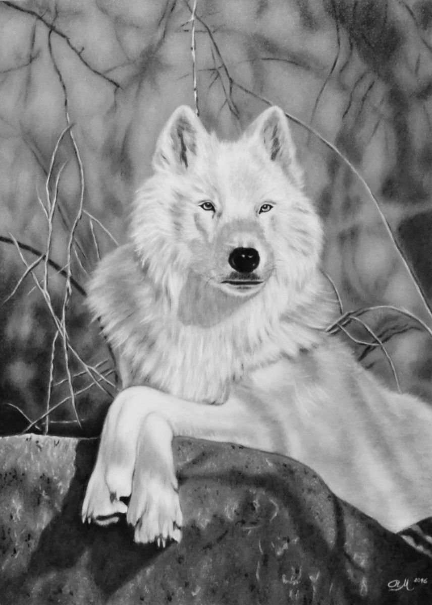 Photorealistic Oil Painting , Lupo Bianco By Monika Rembowska, 20 X 28, Artwork For Sale On Artfinder