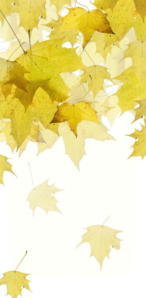 Maple Leaf by Fionna Bottema