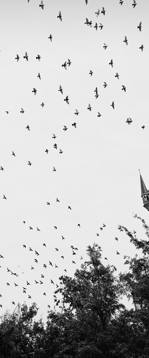 Wings Above Old Town by Nick Psomiadis