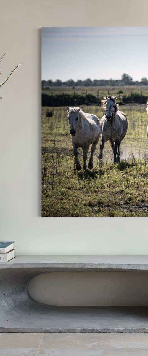 UNTAMED SPIRITS by Fabio Accorrà