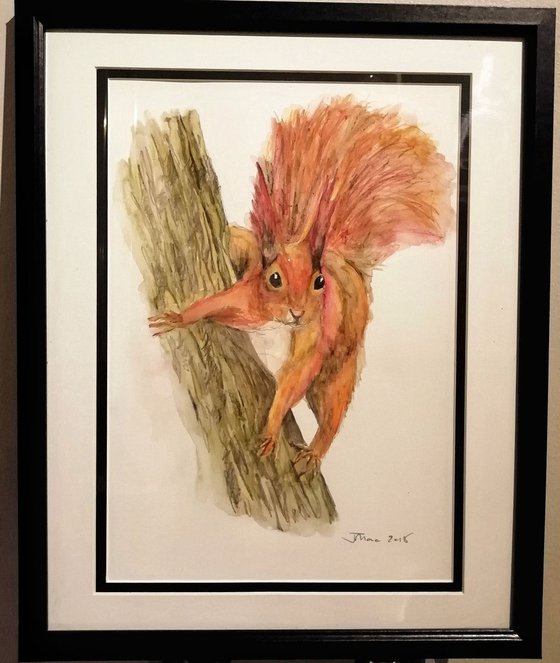 Red Squirrel