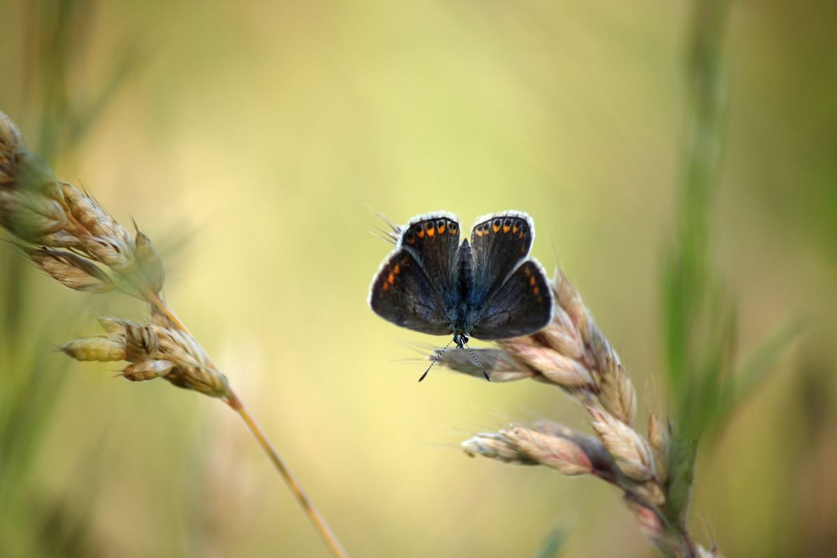 Butterfly in the afternoon sun by Sonja  Cvorovic