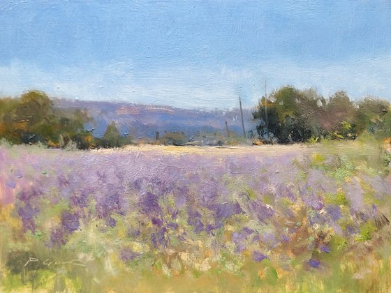 Lavender at St Jean