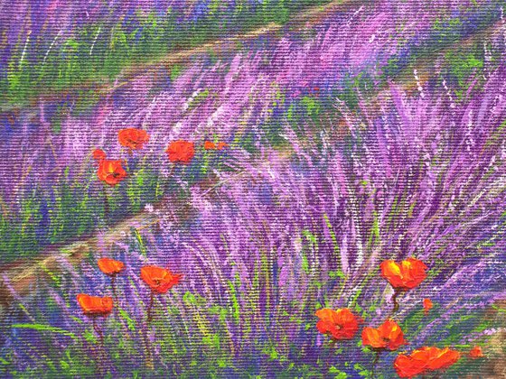 Lavender in Provence