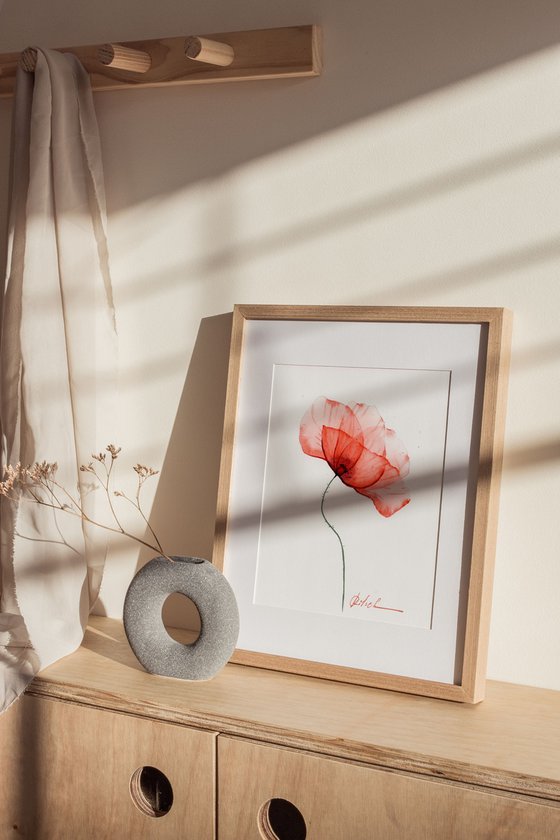 A red Poppy