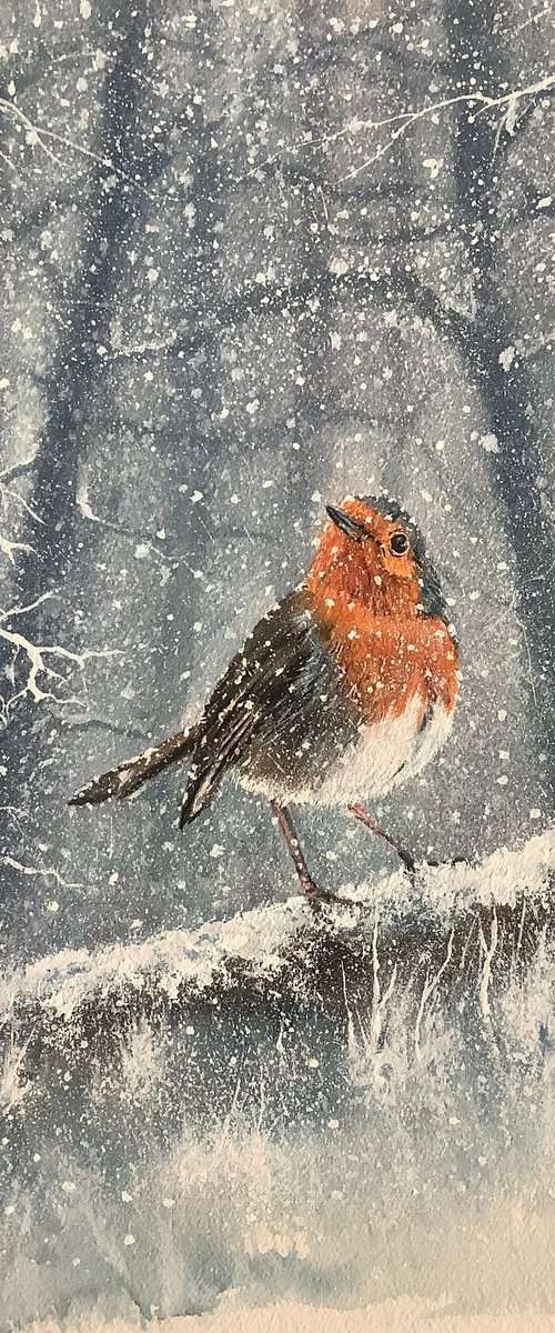 Winter Red Robin by Darren Carey