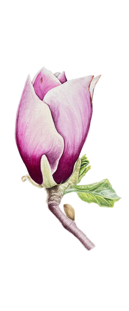 Tender pink magnolia by Tetiana Kovalova