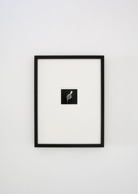 Pinus | Handmade Print