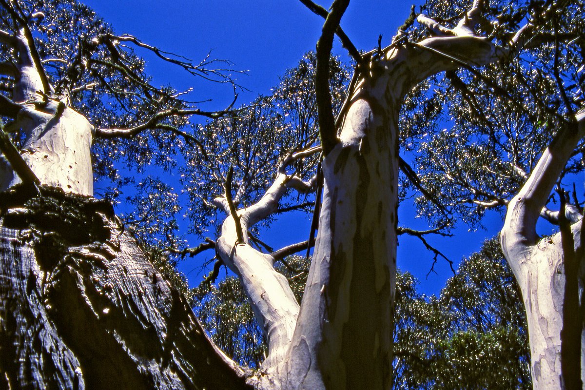 Photorealistic Photograph , Snow Gum Canopy By Alex Cassels, 24 X 17, Artwork For Sale On Artfinder