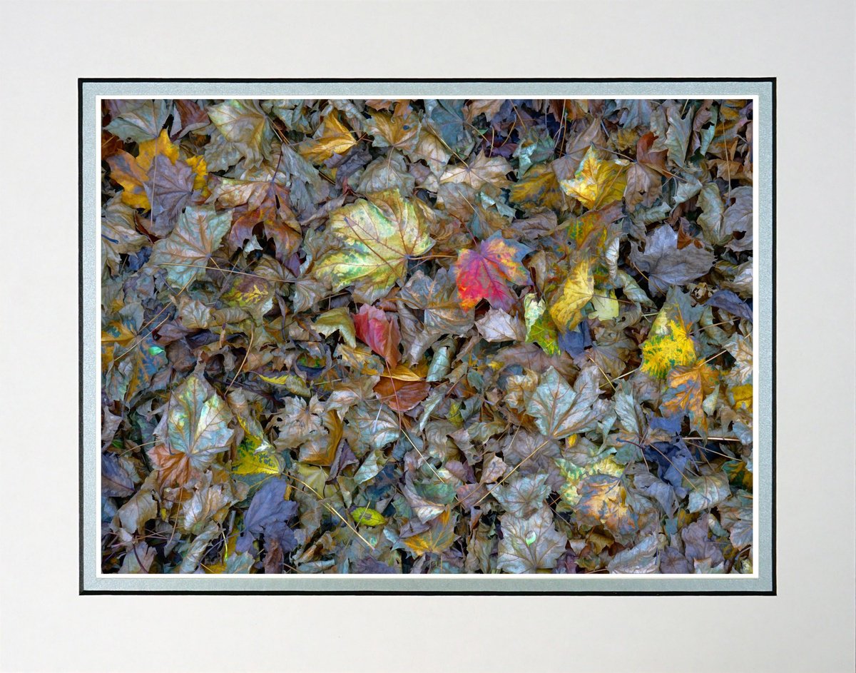 Leaf Decay is Beautiful by Robin Clarke
