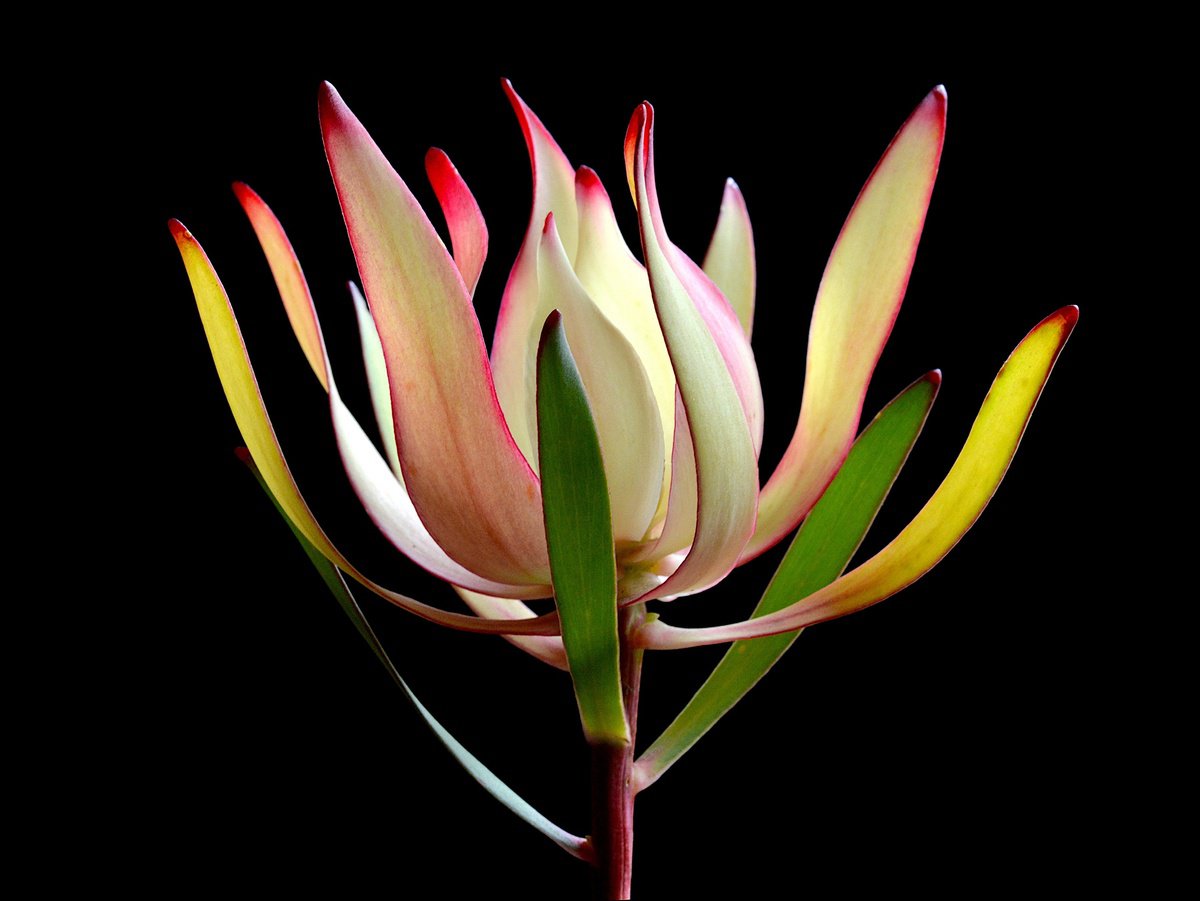 Leucadendron by Nadia Culph