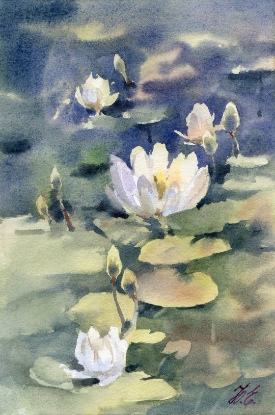 Water lilies in the pond, White flowers and green leaves