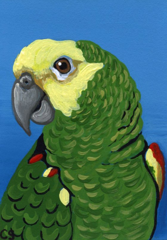 ACEO ATC Original Miniature Painting Double Yellow Head Amazon Parrot Pet Bird Wildlife Art-Carla Smale