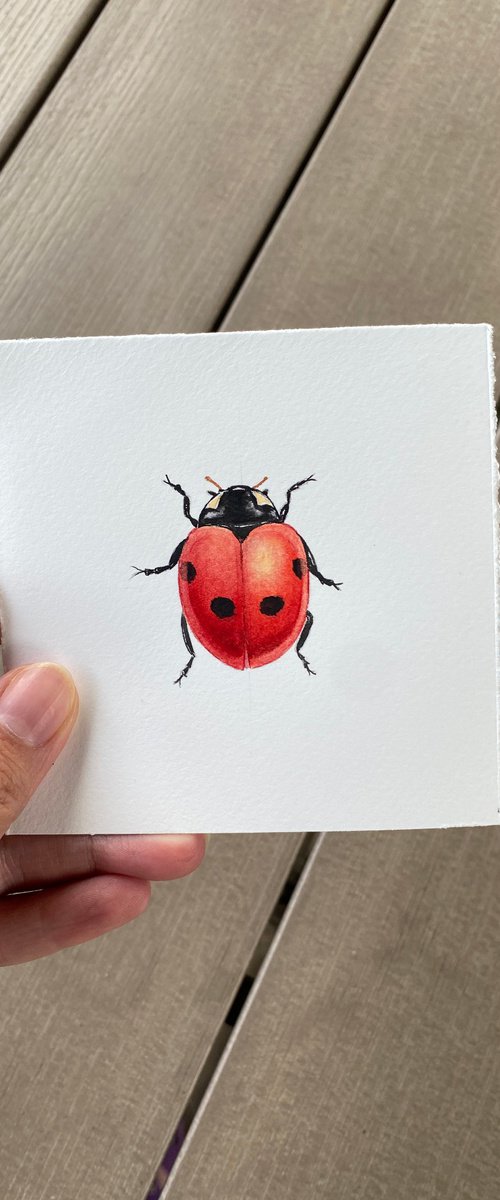 Ladybug by Tina Shyfruk