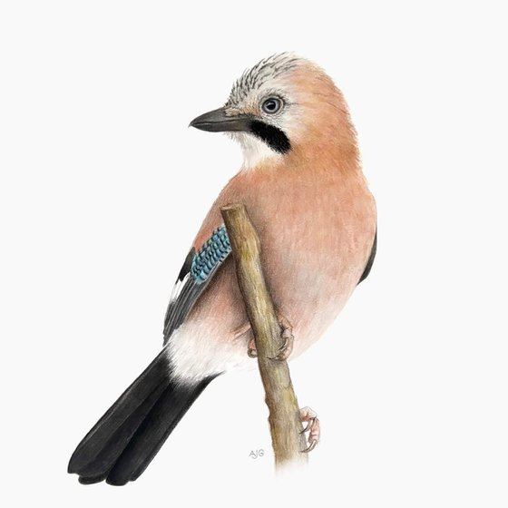 Eurasian Jay