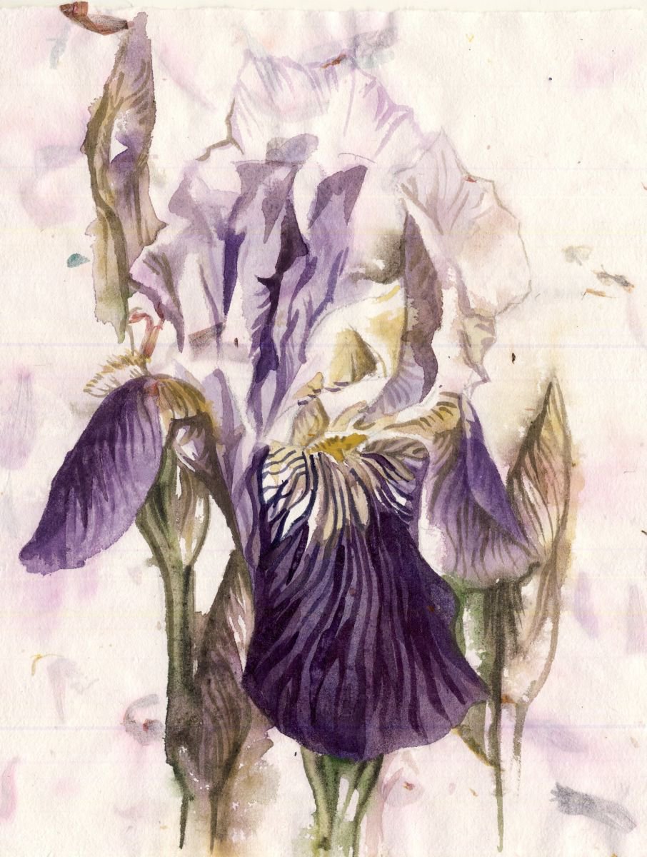 a painting a day #35 Iris watercolor on hand made flower paper by Alfred Ng