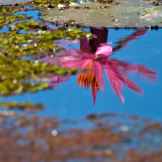 Reflecting on the beauty of a water lily, Port Douglas, Queensland, Australia