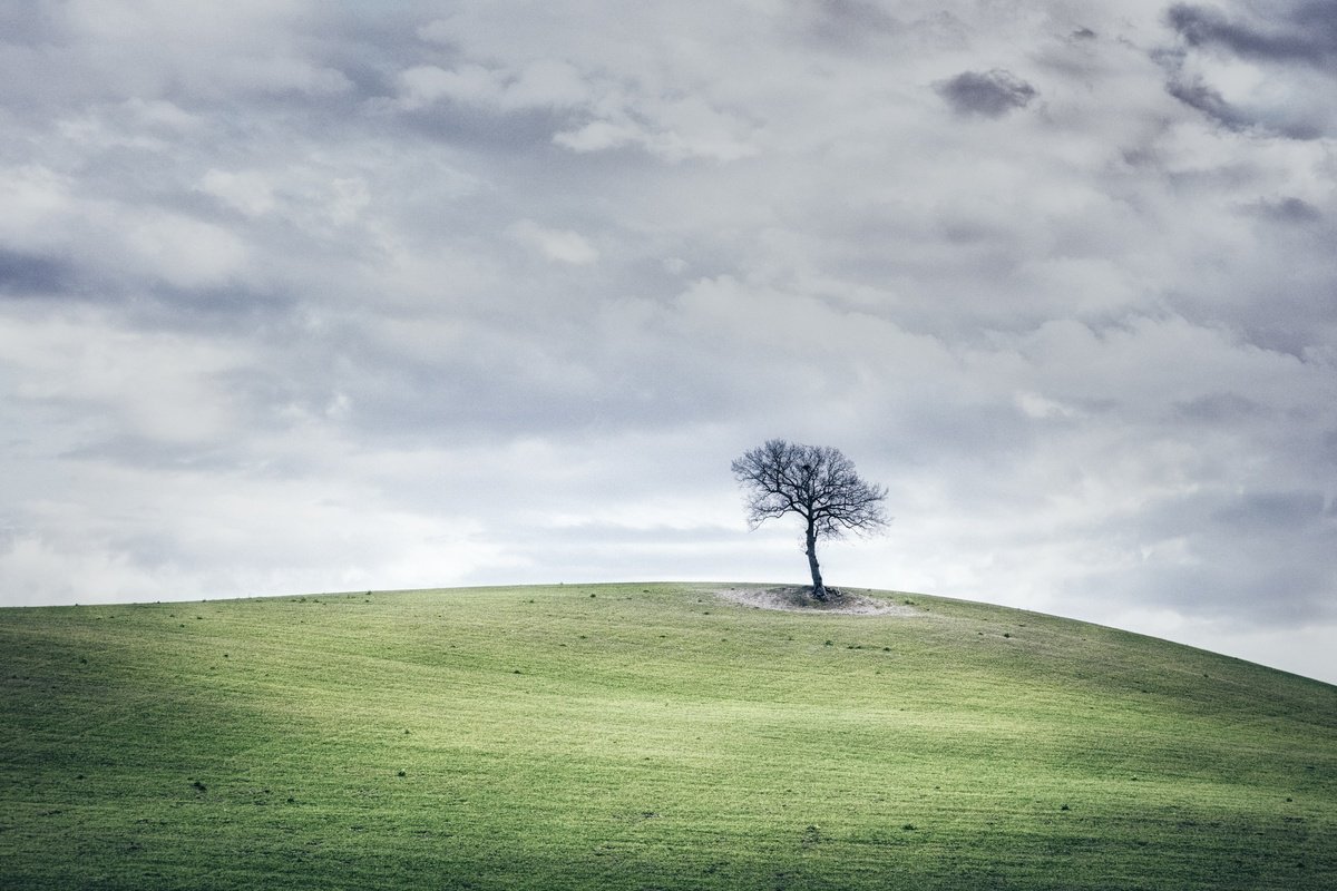 A lonely tree on a hill top by Karim Carella