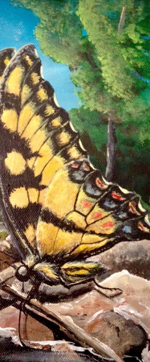 Tiger Swallowtail Sips Sweet Water by Donna Daniels
