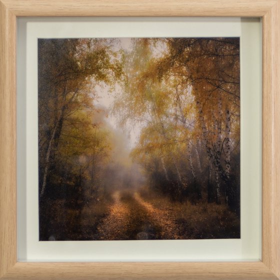 November trail (framed)