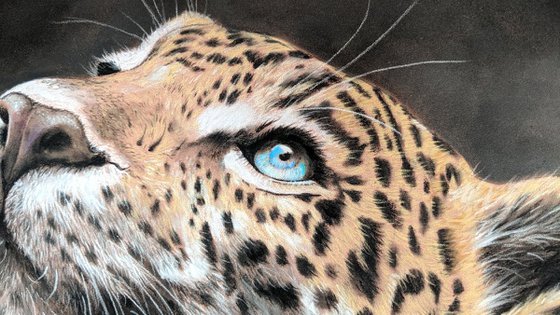 Leopards Gaze  (Original Painting)  14" x 11"