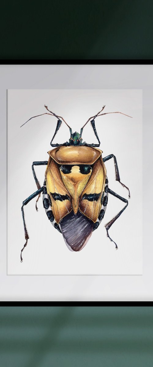 Catacanthus Incarnatus, Man-faced Stink Bug by Katya Shiova