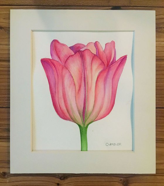 Pink Tulip