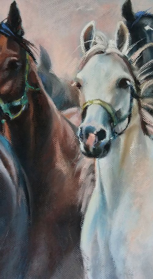 Horses by Magdalena Palega