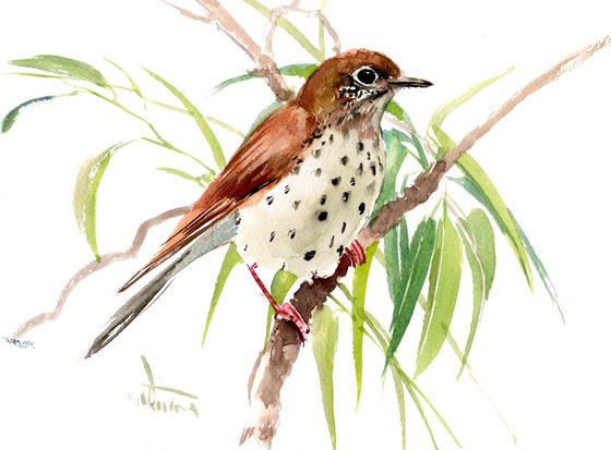 Wood Thrasher Bird