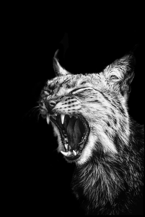 Roaring Lynx by Paul Nash