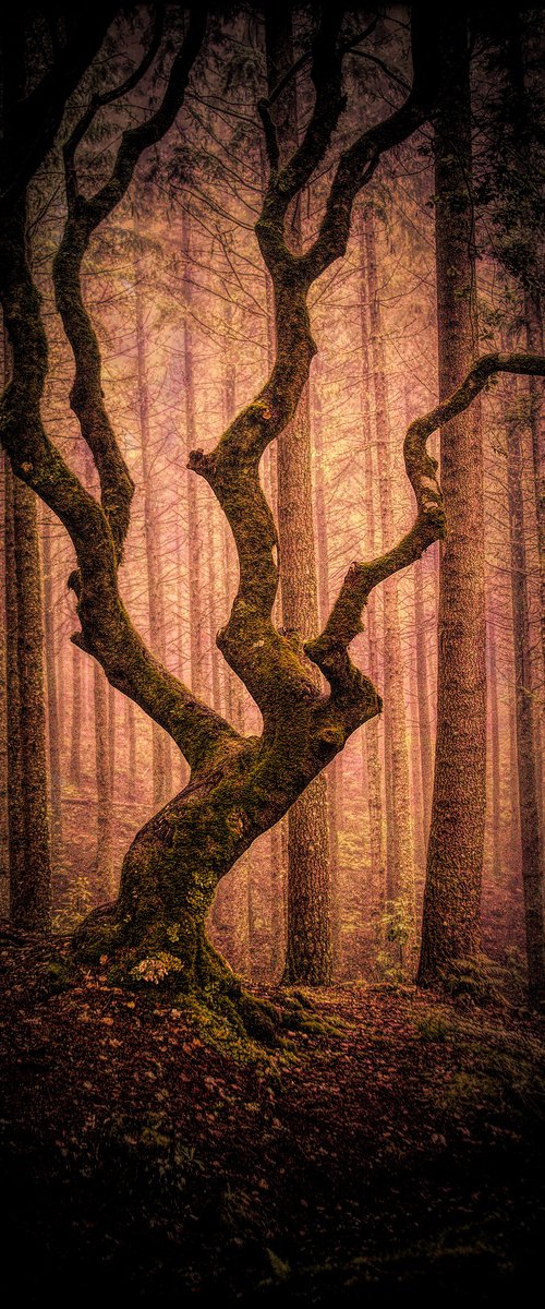 Knarled Tree by Martin  Fry
