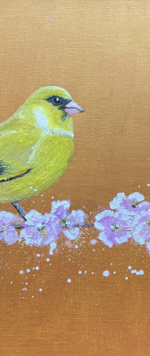 Greenfinch on cherry blossom by Laure Bury