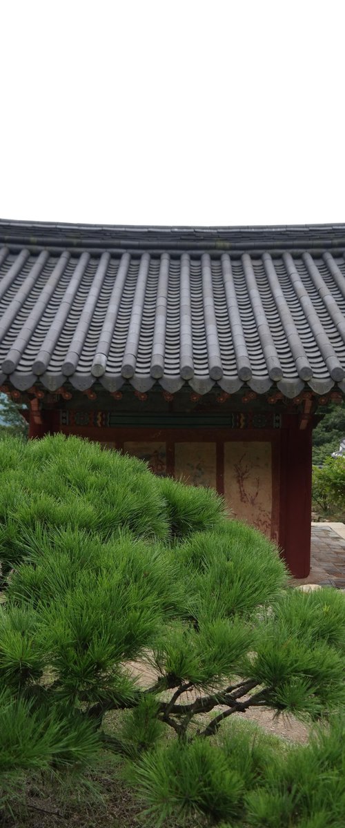 Pine Branches Before the Painted Eaves by sangwon jeon
