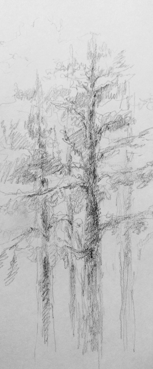 Pine trees. Sketch. Original pencil drawing on paper by Yury Klyan