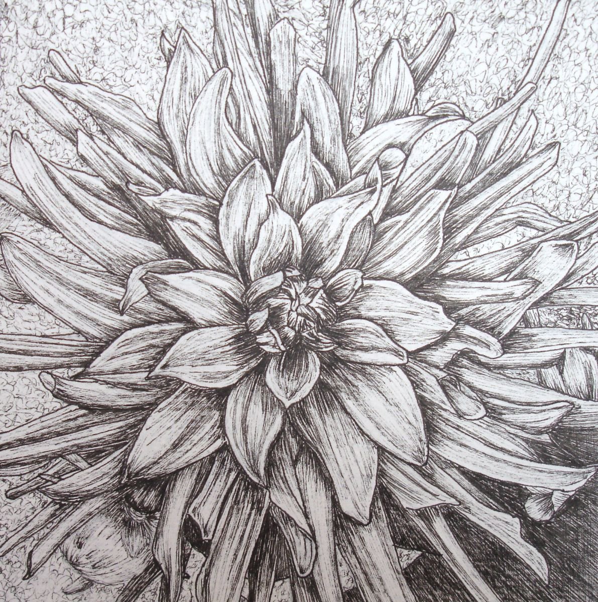 DAHLIA FLOWER 2 by Angela Stanbridge