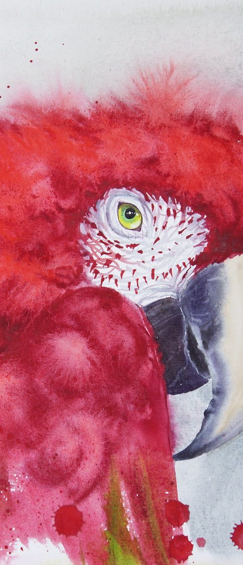 Scarlet macaw head by Olga Beliaeva Watercolour