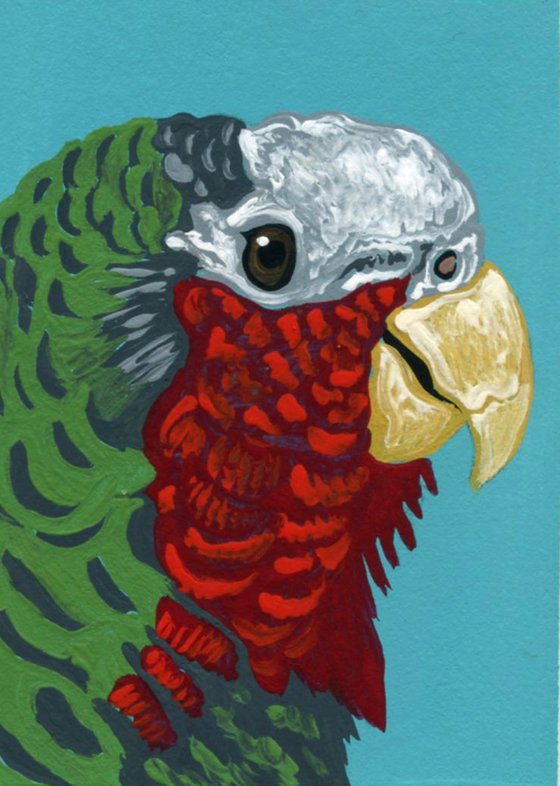 ACEO ATC Original Miniature Painting Parrot Cuban Amazon Pet Bird Art-Carla Smale