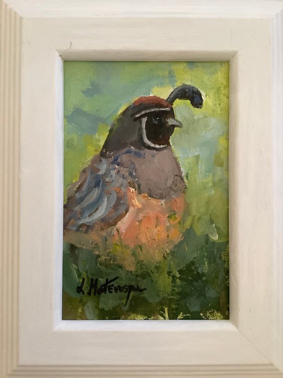 Quail Visitor