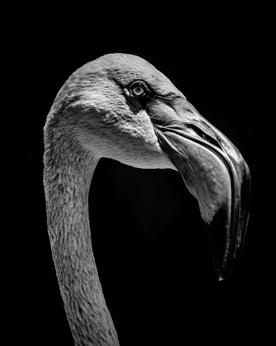 Photorealistic Animal Photograph By Nick Dale, 36 X 45", "Who