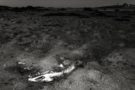 Art photography, Fish skeleton