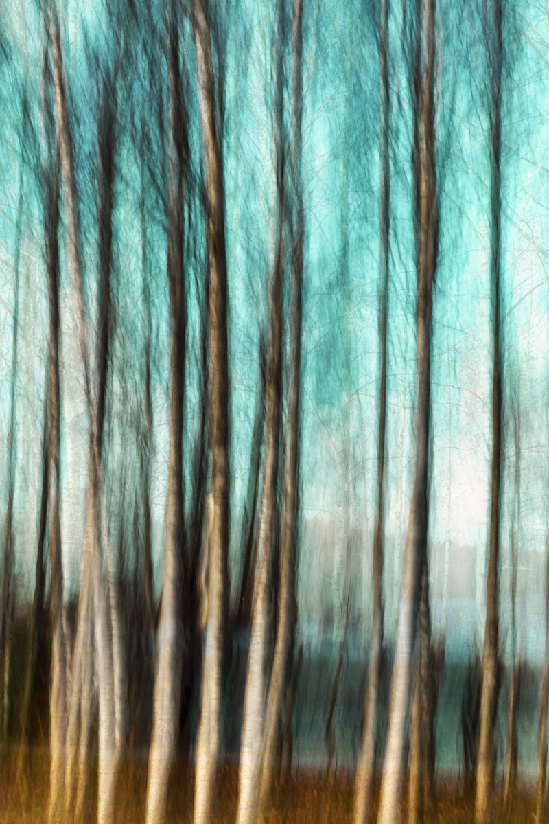 Birches (studio 5) by Karim Carella
