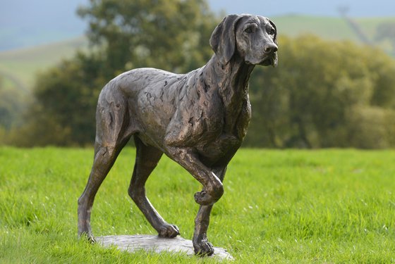Pointing Weimaraner FB