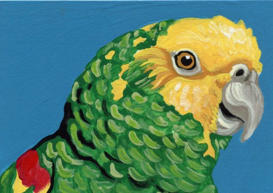 ACEO ATC Original Miniature Painting Yellow Head Amazon Parrot Pet Bird Art-Carla Smale