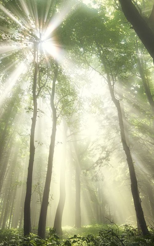 Carpathian touch of the sun by Janek Sedlar