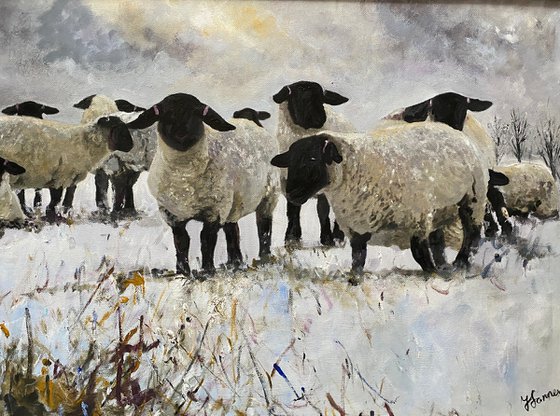 Black Face Sheep Winter framed