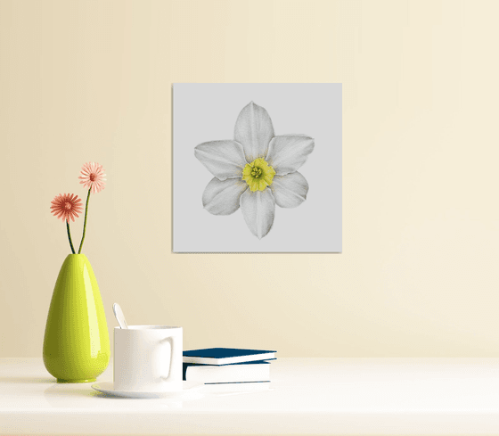 White flower Narcissus biflorus Watercolor