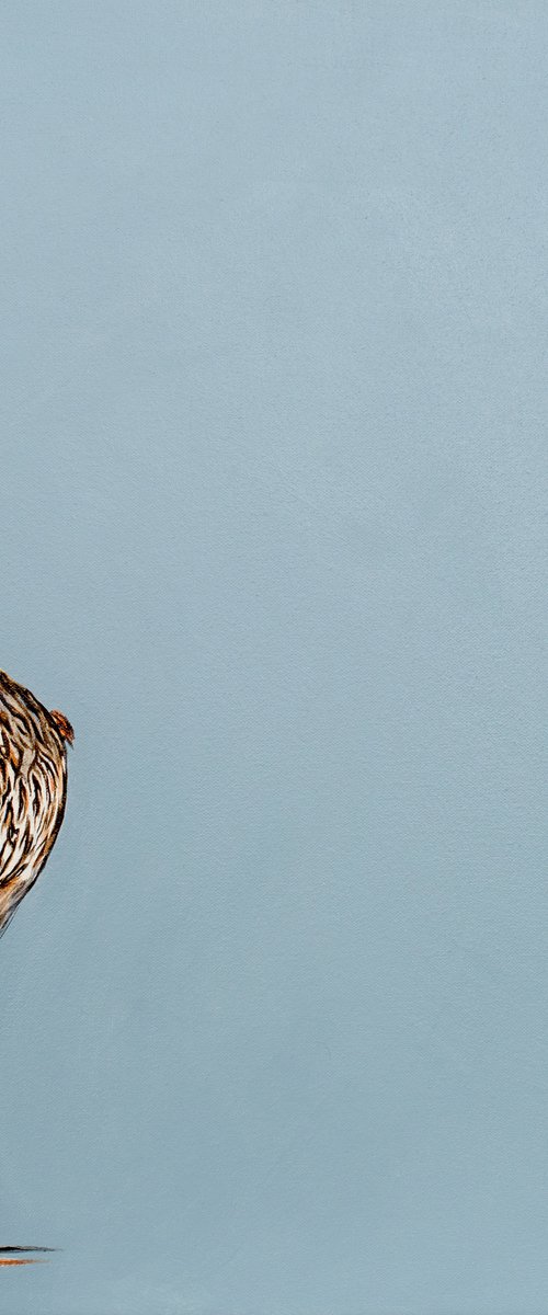 Quizzical Curlew by Natalie Toplass